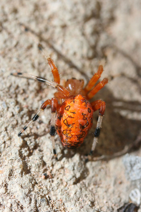 Marbled Orbweaver (Araneus marmoreus) ♀ Resting in the sun on a concrete walkway by a residential area.<br />
<figure class="photo"><a href="https://www.jungledragon.com/image/72292/marbled_orbweaver_araneus_marmoreus_.html" title="Marbled Orbweaver (Araneus marmoreus) ♀"><img src="https://s3.amazonaws.com/media.jungledragon.com/images/3231/72292_thumb.jpg?AWSAccessKeyId=05GMT0V3GWVNE7GGM1R2&Expires=1769040010&Signature=9yLO6bpdhoPbZmm5jC1DLusqmMQ%3D" width="200" height="134" alt="Marbled Orbweaver (Araneus marmoreus) ♀ Resting in the sun on a concrete walkway by a residential area.<br />
https://www.jungledragon.com/image/72294/marbled_orbweaver_araneus_marmoreus_.html<br />
https://www.jungledragon.com/image/72293/marbled_orbweaver_araneus_marmoreus_.html Araneus marmoreus,Geotagged,Marbled orb-weaver,United States,Winter" /></a></figure><br />
<figure class="photo"><a href="https://www.jungledragon.com/image/72293/marbled_orbweaver_araneus_marmoreus_.html" title="Marbled Orbweaver (Araneus marmoreus) ♀"><img src="https://s3.amazonaws.com/media.jungledragon.com/images/3231/72293_thumb.jpg?AWSAccessKeyId=05GMT0V3GWVNE7GGM1R2&Expires=1769040010&Signature=bBCXPxSnhwDazGMLvm6G%2BbZ34JA%3D" width="200" height="134" alt="Marbled Orbweaver (Araneus marmoreus) ♀ Resting in the sun on a concrete walkway by a residential area.<br />
https://www.jungledragon.com/image/72292/marbled_orbweaver_araneus_marmoreus_.html<br />
https://www.jungledragon.com/image/72293/marbled_orbweaver_araneus_marmoreus_.html Araneus marmoreus,Geotagged,Marbled orb-weaver,United States,Winter" /></a></figure> Araneus marmoreus,Geotagged,Marbled orb-weaver,United States,Winter