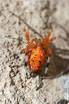 Marbled Orbweaver (Araneus marmoreus) ♀ Resting in the sun on a concrete walkway by a residential area.<br />
https://www.jungledragon.com/image/72292/marbled_orbweaver_araneus_marmoreus_.html<br />
https://www.jungledragon.com/image/72293/marbled_orbweaver_araneus_marmoreus_.html Araneus marmoreus,Geotagged,Marbled orb-weaver,United States,Winter