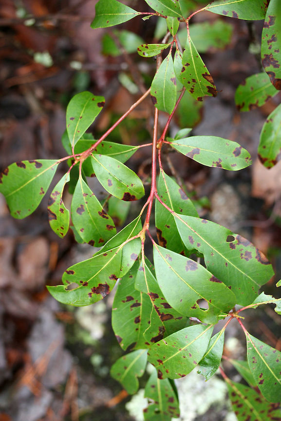 Mountain Laurel (Kalmia latifolia) Growing beside a waterfall/rapids on a woodland trail.<br />
<figure class="photo"><a href="https://www.jungledragon.com/image/72296/mountain_laurel_kalmia_latifolia.html" title="Mountain Laurel (Kalmia latifolia)"><img src="https://s3.amazonaws.com/media.jungledragon.com/images/3231/72296_thumb.jpg?AWSAccessKeyId=05GMT0V3GWVNE7GGM1R2&Expires=1767225610&Signature=J7OyPOcObwpdtajTimcMLDz2oJg%3D" width="200" height="134" alt="Mountain Laurel (Kalmia latifolia) Growing beside a waterfall/rapids on a woodland trail.<br />
https://www.jungledragon.com/image/72295/mountain_laurel_kalmia_latifolia.html<br />
 Geotagged,Kalmia latifolia,Mountain-laurel,United States,Winter" /></a></figure> Geotagged,Kalmia latifolia,Mountain-laurel,United States,Winter