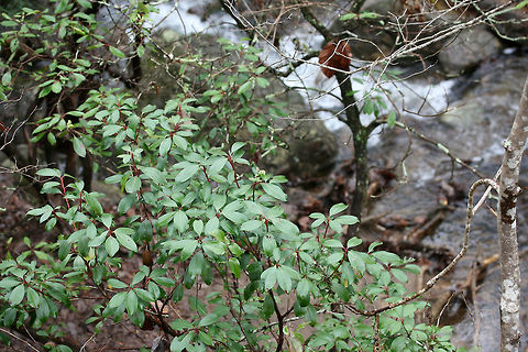 Mountain Laurel (Kalmia latifolia) Growing beside a waterfall/rapids on a woodland trail.
https://www.jungledragon.com/image/72295/mountain_laurel_kalmia_latifolia.html
 Geotagged,Kalmia latifolia,Mountain-laurel,United States,Winter