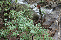 Mountain Laurel (Kalmia latifolia) Growing beside a waterfall/rapids on a woodland trail.<br />
https://www.jungledragon.com/image/72295/mountain_laurel_kalmia_latifolia.html<br />
Geotagged,Kalmia latifolia,Mountain-laurel,United States,Winter