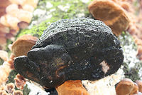 Fulvifomes everhartii Growing Alongside Stereum sp. Growing on an old oak tree in a swampy forest (recently flooded). Isolated forested park within an industrial part of town.<br />
There are photos of multiple stages of growth in this set!<br />
Slightly mature (but still fresh) growth:<br />
https://www.jungledragon.com/image/72300/fulvifomes_everhartii_growing_alongside_stereum_sp.html<br />
<br />
All 3 stages of growth:<br />
https://www.jungledragon.com/image/72298/fulvifomes_everhartii_growing_alongside_stereum_sp.html<br />
Fresh growth with guttation:<br />
https://www.jungledragon.com/image/72299/fulvifomes_everhartii_growing_alongside_stereum_sp.html Fulvifomes everhartii,Geotagged,United States,Winter