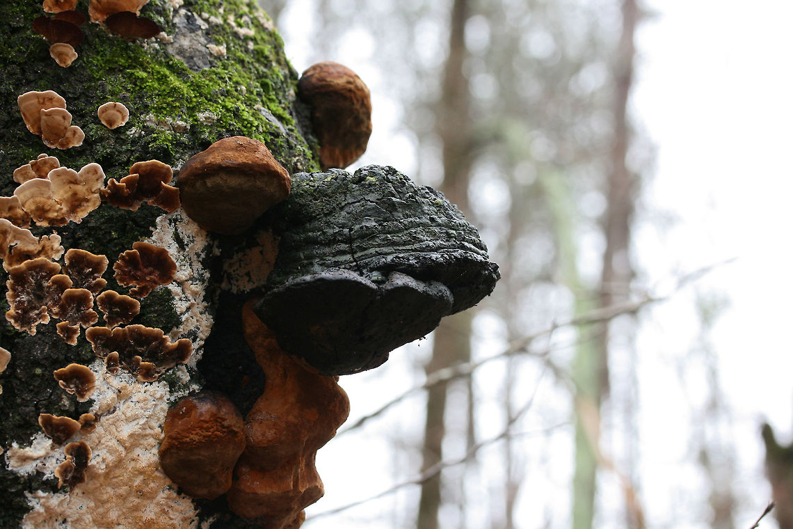 Fulvifomes everhartii Growing Alongside Stereum sp. Growing on an old oak tree in a swampy forest (recently flooded). Isolated forested park within an industrial part of town.<br />
There are photos of multiple stages of growth in this set!<br />
Slightly mature (but still fresh) growth:<br />
<figure class="photo"><a href="https://www.jungledragon.com/image/72300/fulvifomes_everhartii_growing_alongside_stereum_sp.html" title="Fulvifomes everhartii Growing Alongside Stereum sp."><img src="https://s3.amazonaws.com/media.jungledragon.com/images/3231/72300_thumb.jpg?AWSAccessKeyId=05GMT0V3GWVNE7GGM1R2&Expires=1767225610&Signature=a4QRnFZrZgRmOFCmONqQgJTA5t8%3D" width="200" height="134" alt="Fulvifomes everhartii Growing Alongside Stereum sp. Growing on an old oak tree in a swampy forest (recently flooded). Isolated forested park within an industrial part of town.<br />
There are photos of multiple stages of growth in this set!<br />
Old growth:<br />
https://www.jungledragon.com/image/72297/fulvifomes_everhartii_growing_alongside_stereum_sp.html<br />
<br />
All 3 stages:<br />
https://www.jungledragon.com/image/72298/fulvifomes_everhartii_growing_alongside_stereum_sp.html<br />
Fresh growth with guttation:<br />
https://www.jungledragon.com/image/72299/fulvifomes_everhartii_growing_alongside_stereum_sp.html Fulvifomes everhartii,Geotagged,United States,Winter" /></a></figure><br />
<br />
Old growth:<br />
<figure class="photo"><a href="https://www.jungledragon.com/image/72297/fulvifomes_everhartii_growing_alongside_stereum_sp.html" title="Fulvifomes everhartii Growing Alongside Stereum sp."><img src="https://s3.amazonaws.com/media.jungledragon.com/images/3231/72297_thumb.jpg?AWSAccessKeyId=05GMT0V3GWVNE7GGM1R2&Expires=1767225610&Signature=NyFnYQZGZTrEQcIW%2BYmdQvHsp0s%3D" width="200" height="134" alt="Fulvifomes everhartii Growing Alongside Stereum sp. Growing on an old oak tree in a swampy forest (recently flooded). Isolated forested park within an industrial part of town.<br />
There are photos of multiple stages of growth in this set!<br />
Slightly mature (but still fresh) growth:<br />
https://www.jungledragon.com/image/72300/fulvifomes_everhartii_growing_alongside_stereum_sp.html<br />
<br />
All 3 stages of growth:<br />
https://www.jungledragon.com/image/72298/fulvifomes_everhartii_growing_alongside_stereum_sp.html<br />
Fresh growth with guttation:<br />
https://www.jungledragon.com/image/72299/fulvifomes_everhartii_growing_alongside_stereum_sp.html Fulvifomes everhartii,Geotagged,United States,Winter" /></a></figure><br />
Fresh growth with guttation:<br />
<figure class="photo"><a href="https://www.jungledragon.com/image/72299/fulvifomes_everhartii_growing_alongside_stereum_sp.html" title="Fulvifomes everhartii Growing Alongside Stereum sp."><img src="https://s3.amazonaws.com/media.jungledragon.com/images/3231/72299_thumb.jpg?AWSAccessKeyId=05GMT0V3GWVNE7GGM1R2&Expires=1767225610&Signature=7ov41pODg6nZVLV4eKPGGqjWeDE%3D" width="200" height="134" alt="Fulvifomes everhartii Growing Alongside Stereum sp. Growing on an old oak tree in a swampy forest (recently flooded). Isolated forested park within an industrial part of town.<br />
There are photos of multiple stages of growth in this set!<br />
<br />
Slightly mature (but still fresh) growth:<br />
https://www.jungledragon.com/image/72300/fulvifomes_everhartii_growing_alongside_stereum_sp.html<br />
<br />
All 3 stages of growth:<br />
https://www.jungledragon.com/image/72298/fulvifomes_everhartii_growing_alongside_stereum_sp.html<br />
Old growth:<br />
https://www.jungledragon.com/image/72297/fulvifomes_everhartii_growing_alongside_stereum_sp.html Fulvifomes everhartii,Geotagged,United States,Winter" /></a></figure> Fulvifomes everhartii,Geotagged,United States,Winter
