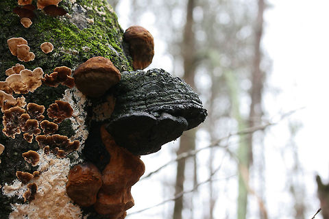 Fulvifomes everhartii Growing Alongside Stereum sp. Growing on an old oak tree in a swampy forest (recently flooded). Isolated forested park within an industrial part of town.
There are photos of multiple stages of growth in this set!
Slightly mature (but still fresh) growth:
https://www.jungledragon.com/image/72300/fulvifomes_everhartii_growing_alongside_stereum_sp.html

Old growth:
https://www.jungledragon.com/image/72297/fulvifomes_everhartii_growing_alongside_stereum_sp.html
Fresh growth with guttation:
https://www.jungledragon.com/image/72299/fulvifomes_everhartii_growing_alongside_stereum_sp.html Fulvifomes everhartii,Geotagged,United States,Winter