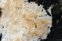 Fulvifomes everhartii Growing Alongside Stereum sp. Growing on an old oak tree in a swampy forest (recently flooded). Isolated forested park within an industrial part of town.<br />
There are photos of multiple stages of growth in this set!<br />
<br />
Slightly mature (but still fresh) growth:<br />
https://www.jungledragon.com/image/72300/fulvifomes_everhartii_growing_alongside_stereum_sp.html<br />
<br />
All 3 stages of growth:<br />
https://www.jungledragon.com/image/72298/fulvifomes_everhartii_growing_alongside_stereum_sp.html<br />
Old growth:<br />
https://www.jungledragon.com/image/72297/fulvifomes_everhartii_growing_alongside_stereum_sp.html Fulvifomes everhartii,Geotagged,United States,Winter