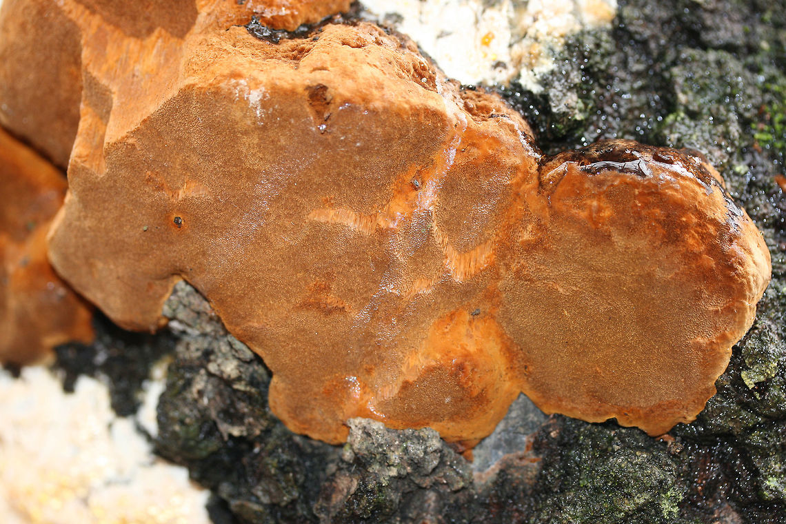 Fulvifomes everhartii Growing Alongside Stereum sp. Growing on an old oak tree in a swampy forest (recently flooded). Isolated forested park within an industrial part of town.<br />
There are photos of multiple stages of growth in this set!<br />
Old growth:<br />
<figure class="photo"><a href="https://www.jungledragon.com/image/72297/fulvifomes_everhartii_growing_alongside_stereum_sp.html" title="Fulvifomes everhartii Growing Alongside Stereum sp."><img src="https://s3.amazonaws.com/media.jungledragon.com/images/3231/72297_thumb.jpg?AWSAccessKeyId=05GMT0V3GWVNE7GGM1R2&Expires=1767225610&Signature=NyFnYQZGZTrEQcIW%2BYmdQvHsp0s%3D" width="200" height="134" alt="Fulvifomes everhartii Growing Alongside Stereum sp. Growing on an old oak tree in a swampy forest (recently flooded). Isolated forested park within an industrial part of town.<br />
There are photos of multiple stages of growth in this set!<br />
Slightly mature (but still fresh) growth:<br />
https://www.jungledragon.com/image/72300/fulvifomes_everhartii_growing_alongside_stereum_sp.html<br />
<br />
All 3 stages of growth:<br />
https://www.jungledragon.com/image/72298/fulvifomes_everhartii_growing_alongside_stereum_sp.html<br />
Fresh growth with guttation:<br />
https://www.jungledragon.com/image/72299/fulvifomes_everhartii_growing_alongside_stereum_sp.html Fulvifomes everhartii,Geotagged,United States,Winter" /></a></figure><br />
<br />
All 3 stages:<br />
<figure class="photo"><a href="https://www.jungledragon.com/image/72298/fulvifomes_everhartii_growing_alongside_stereum_sp.html" title="Fulvifomes everhartii Growing Alongside Stereum sp."><img src="https://s3.amazonaws.com/media.jungledragon.com/images/3231/72298_thumb.jpg?AWSAccessKeyId=05GMT0V3GWVNE7GGM1R2&Expires=1767225610&Signature=QgTllI2Bsv%2BlRiAeMSECXHLHdtI%3D" width="200" height="134" alt="Fulvifomes everhartii Growing Alongside Stereum sp. Growing on an old oak tree in a swampy forest (recently flooded). Isolated forested park within an industrial part of town.<br />
There are photos of multiple stages of growth in this set!<br />
Slightly mature (but still fresh) growth:<br />
https://www.jungledragon.com/image/72300/fulvifomes_everhartii_growing_alongside_stereum_sp.html<br />
<br />
Old growth:<br />
https://www.jungledragon.com/image/72297/fulvifomes_everhartii_growing_alongside_stereum_sp.html<br />
Fresh growth with guttation:<br />
https://www.jungledragon.com/image/72299/fulvifomes_everhartii_growing_alongside_stereum_sp.html Fulvifomes everhartii,Geotagged,United States,Winter" /></a></figure><br />
Fresh growth with guttation:<br />
<figure class="photo"><a href="https://www.jungledragon.com/image/72299/fulvifomes_everhartii_growing_alongside_stereum_sp.html" title="Fulvifomes everhartii Growing Alongside Stereum sp."><img src="https://s3.amazonaws.com/media.jungledragon.com/images/3231/72299_thumb.jpg?AWSAccessKeyId=05GMT0V3GWVNE7GGM1R2&Expires=1767225610&Signature=7ov41pODg6nZVLV4eKPGGqjWeDE%3D" width="200" height="134" alt="Fulvifomes everhartii Growing Alongside Stereum sp. Growing on an old oak tree in a swampy forest (recently flooded). Isolated forested park within an industrial part of town.<br />
There are photos of multiple stages of growth in this set!<br />
<br />
Slightly mature (but still fresh) growth:<br />
https://www.jungledragon.com/image/72300/fulvifomes_everhartii_growing_alongside_stereum_sp.html<br />
<br />
All 3 stages of growth:<br />
https://www.jungledragon.com/image/72298/fulvifomes_everhartii_growing_alongside_stereum_sp.html<br />
Old growth:<br />
https://www.jungledragon.com/image/72297/fulvifomes_everhartii_growing_alongside_stereum_sp.html Fulvifomes everhartii,Geotagged,United States,Winter" /></a></figure> Fulvifomes everhartii,Geotagged,United States,Winter