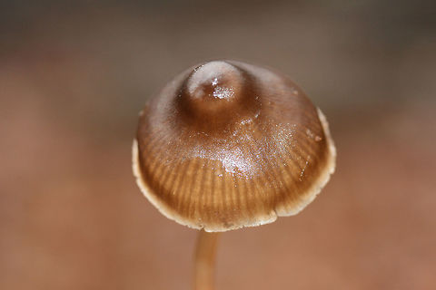 Mycena sp. Rather large fruiting bodies growing gregariously at the base of an old Hickory tree (in moss). Odor is slightly farinaceous to bitter. Flavor is mild. Oak trees nearby.
https://www.jungledragon.com/image/72315/mycena_sp.html
https://www.jungledragon.com/image/72314/mycena_sp.html Geotagged,United States,Winter