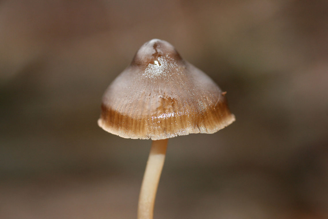 Mycena sp. Rather large fruiting bodies growing gregariously at the base of an old Hickory tree (in moss). Odor is slightly farinaceous to bitter. Flavor is mild. Oak trees nearby.<br />
<figure class="photo"><a href="https://www.jungledragon.com/image/72315/mycena_sp.html" title="Mycena sp."><img src="https://s3.amazonaws.com/media.jungledragon.com/images/3231/72315_thumb.jpg?AWSAccessKeyId=05GMT0V3GWVNE7GGM1R2&Expires=1761782410&Signature=s%2Fo%2BA9Mi1AJ3mESwIoYVonJqNJA%3D" width="102" height="152" alt="Mycena sp. Rather large fruiting bodies growing gregariously at the base of an old Hickory tree (in moss). Odor is slightly farinaceous to bitter. Flavor is mild. Oak trees nearby.<br />
https://www.jungledragon.com/image/72313/mycena_sp.html<br />
https://www.jungledragon.com/image/72314/mycena_sp.html Geotagged,United States,Winter" /></a></figure><br />
<figure class="photo"><a href="https://www.jungledragon.com/image/72313/mycena_sp.html" title="Mycena sp."><img src="https://s3.amazonaws.com/media.jungledragon.com/images/3231/72313_thumb.jpg?AWSAccessKeyId=05GMT0V3GWVNE7GGM1R2&Expires=1761782410&Signature=%2FZkNm5WH8%2FIa%2BR%2Bi5MszW9sY7EU%3D" width="200" height="134" alt="Mycena sp. Rather large fruiting bodies growing gregariously at the base of an old Hickory tree (in moss). Odor is slightly farinaceous to bitter. Flavor is mild. Oak trees nearby.<br />
https://www.jungledragon.com/image/72315/mycena_sp.html<br />
https://www.jungledragon.com/image/72314/mycena_sp.html Geotagged,United States,Winter" /></a></figure> Geotagged,United States,Winter