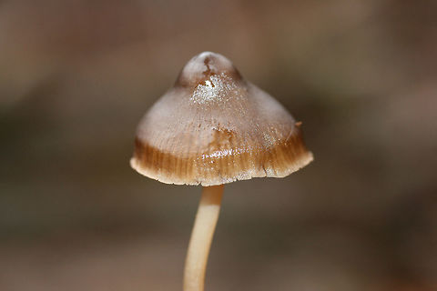 Mycena sp. Rather large fruiting bodies growing gregariously at the base of an old Hickory tree (in moss). Odor is slightly farinaceous to bitter. Flavor is mild. Oak trees nearby.
https://www.jungledragon.com/image/72315/mycena_sp.html
https://www.jungledragon.com/image/72313/mycena_sp.html Geotagged,United States,Winter