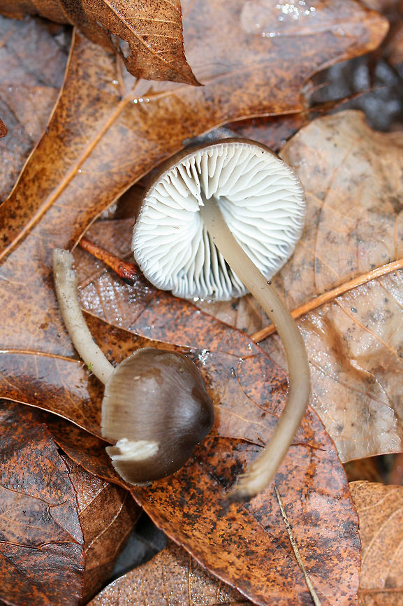 Mycena sp. Rather large fruiting bodies growing gregariously at the base of an old Hickory tree (in moss). Odor is slightly farinaceous to bitter. Flavor is mild. Oak trees nearby.<br />
<figure class="photo"><a href="https://www.jungledragon.com/image/72313/mycena_sp.html" title="Mycena sp."><img src="https://s3.amazonaws.com/media.jungledragon.com/images/3231/72313_thumb.jpg?AWSAccessKeyId=05GMT0V3GWVNE7GGM1R2&Expires=1761782410&Signature=%2FZkNm5WH8%2FIa%2BR%2Bi5MszW9sY7EU%3D" width="200" height="134" alt="Mycena sp. Rather large fruiting bodies growing gregariously at the base of an old Hickory tree (in moss). Odor is slightly farinaceous to bitter. Flavor is mild. Oak trees nearby.<br />
https://www.jungledragon.com/image/72315/mycena_sp.html<br />
https://www.jungledragon.com/image/72314/mycena_sp.html Geotagged,United States,Winter" /></a></figure><br />
<figure class="photo"><a href="https://www.jungledragon.com/image/72314/mycena_sp.html" title="Mycena sp."><img src="https://s3.amazonaws.com/media.jungledragon.com/images/3231/72314_thumb.jpg?AWSAccessKeyId=05GMT0V3GWVNE7GGM1R2&Expires=1761782410&Signature=mapiFcJ9DFvUA88D0zOsbZdxzjY%3D" width="200" height="134" alt="Mycena sp. Rather large fruiting bodies growing gregariously at the base of an old Hickory tree (in moss). Odor is slightly farinaceous to bitter. Flavor is mild. Oak trees nearby.<br />
https://www.jungledragon.com/image/72315/mycena_sp.html<br />
https://www.jungledragon.com/image/72313/mycena_sp.html Geotagged,United States,Winter" /></a></figure> Geotagged,United States,Winter