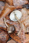 Mycena sp. Rather large fruiting bodies growing gregariously at the base of an old Hickory tree (in moss). Odor is slightly farinaceous to bitter. Flavor is mild. Oak trees nearby.<br />
https://www.jungledragon.com/image/72313/mycena_sp.html<br />
https://www.jungledragon.com/image/72314/mycena_sp.html Geotagged,United States,Winter
