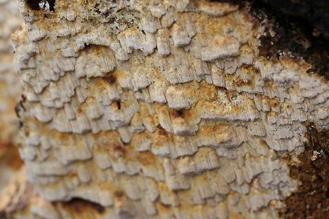 Neoantrodia serialis Update: Phew, this one has been a bit of a toughie to ID. Seems this is likely Neoantrodia serialis.

Growing on rotting, decorticated pine logs in a forested area. Tooth/Column length: ~5-10mm. Floyd County, Georgia, US. December 30, 2018.
https://www.jungledragon.com/image/72327/pycnoporellus_alboluteus.html
https://www.jungledragon.com/image/72325/pycnoporellus_alboluteus.html
https://www.jungledragon.com/image/72326/pycnoporellus_alboluteus.html Geotagged,Neoantrodia serialis,United States,Winter