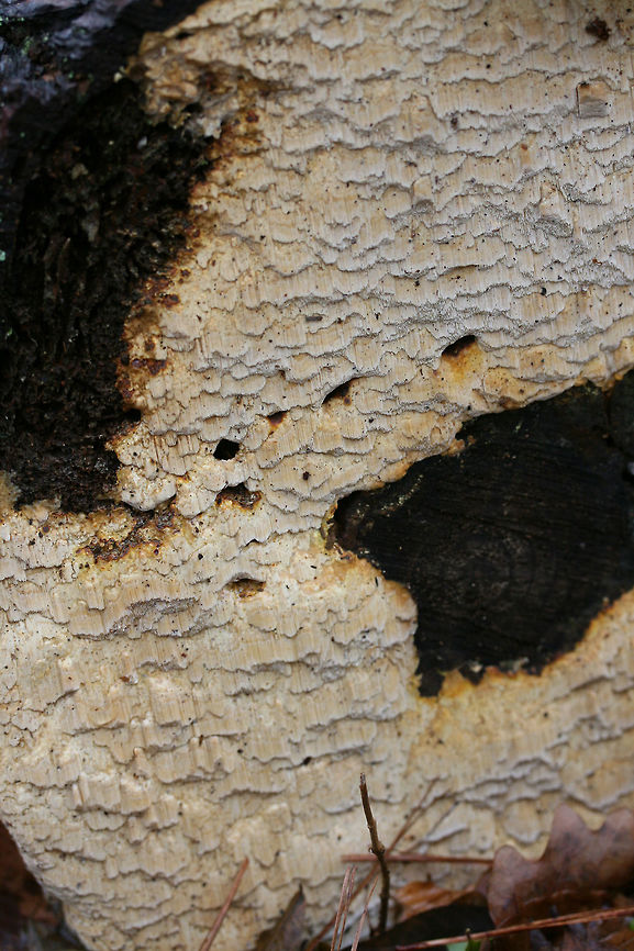 Neoantrodia serialis Update: Phew, this one has been a bit of a toughie to ID. Seems this is likely Neoantrodia serialis.<br />
<br />
Growing on rotting, decorticated pine logs in a forested area. Tooth/Column length: ~5-10mm. Floyd County, Georgia, US. December 30, 2018.<br />
<figure class="photo"><a href="https://www.jungledragon.com/image/72327/neoantrodia_serialis.html" title="Neoantrodia serialis"><img src="https://s3.amazonaws.com/media.jungledragon.com/images/3231/72327_thumb.jpg?AWSAccessKeyId=05GMT0V3GWVNE7GGM1R2&Expires=1767225610&Signature=k05ue886%2BOheSS90GPqxXGtloq8%3D" width="200" height="134" alt="Neoantrodia serialis Update: Phew, this one has been a bit of a toughie to ID. Seems this is likely Neoantrodia serialis.<br />
https://www.jungledragon.com/image/72324/pycnoporellus_alboluteus.html<br />
https://www.jungledragon.com/image/72325/pycnoporellus_alboluteus.html<br />
https://www.jungledragon.com/image/72326/pycnoporellus_alboluteus.html Geotagged,Neoantrodia serialis,Pycnoporellus alboluteus,United States,Winter" /></a></figure><br />
<figure class="photo"><a href="https://www.jungledragon.com/image/72324/neoantrodia_serialis.html" title="Neoantrodia serialis"><img src="https://s3.amazonaws.com/media.jungledragon.com/images/3231/72324_thumb.jpg?AWSAccessKeyId=05GMT0V3GWVNE7GGM1R2&Expires=1767225610&Signature=wonZPuvLquNo2usJeHLgK2os5SE%3D" width="200" height="134" alt="Neoantrodia serialis Update: Phew, this one has been a bit of a toughie to ID. Seems this is likely Neoantrodia serialis.<br />
<br />
Growing on rotting, decorticated pine logs in a forested area. Tooth/Column length: ~5-10mm. Floyd County, Georgia, US. December 30, 2018.<br />
https://www.jungledragon.com/image/72327/pycnoporellus_alboluteus.html<br />
https://www.jungledragon.com/image/72325/pycnoporellus_alboluteus.html<br />
https://www.jungledragon.com/image/72326/pycnoporellus_alboluteus.html Geotagged,Neoantrodia serialis,United States,Winter" /></a></figure><br />
<figure class="photo"><a href="https://www.jungledragon.com/image/72326/neoantrodia_serialis.html" title="Neoantrodia serialis"><img src="https://s3.amazonaws.com/media.jungledragon.com/images/3231/72326_thumb.jpg?AWSAccessKeyId=05GMT0V3GWVNE7GGM1R2&Expires=1767225610&Signature=3jeMpDX2ex299CCTIQmQR7PyQik%3D" width="102" height="152" alt="Neoantrodia serialis Update: Phew, this one has been a bit of a toughie to ID. Seems this is likely Neoantrodia serialis.<br />
<br />
Growing on rotting, decorticated pine logs in a forested area. Tooth/Column length: ~5-10mm. Floyd County, Georgia, US. December 30, 2018.<br />
https://www.jungledragon.com/image/72327/pycnoporellus_alboluteus.html<br />
https://www.jungledragon.com/image/72325/pycnoporellus_alboluteus.html<br />
https://www.jungledragon.com/image/72324/pycnoporellus_alboluteus.html Geotagged,Neoantrodia serialis,Pycnoporellus alboluteus,United States,Winter" /></a></figure> Geotagged,Neoantrodia serialis,Pycnoporellus alboluteus,United States,Winter