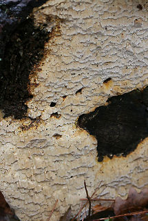 Neoantrodia serialis Update: Phew, this one has been a bit of a toughie to ID. Seems this is likely Neoantrodia serialis.

Growing on rotting, decorticated pine logs in a forested area. Tooth/Column length: ~5-10mm. Floyd County, Georgia, US. December 30, 2018.
https://www.jungledragon.com/image/72327/pycnoporellus_alboluteus.html
https://www.jungledragon.com/image/72324/pycnoporellus_alboluteus.html
https://www.jungledragon.com/image/72326/pycnoporellus_alboluteus.html Geotagged,Neoantrodia serialis,Pycnoporellus alboluteus,United States,Winter