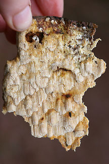 Neoantrodia serialis Update: Phew, this one has been a bit of a toughie to ID. Seems this is likely Neoantrodia serialis.

Growing on rotting, decorticated pine logs in a forested area. Tooth/Column length: ~5-10mm. Floyd County, Georgia, US. December 30, 2018.
https://www.jungledragon.com/image/72327/pycnoporellus_alboluteus.html
https://www.jungledragon.com/image/72325/pycnoporellus_alboluteus.html
https://www.jungledragon.com/image/72324/pycnoporellus_alboluteus.html Geotagged,Neoantrodia serialis,Pycnoporellus alboluteus,United States,Winter