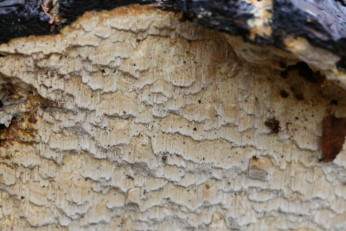 Neoantrodia serialis Update: Phew, this one has been a bit of a toughie to ID. Seems this is likely Neoantrodia serialis.<br />
<figure class="photo"><a href="https://www.jungledragon.com/image/72324/neoantrodia_serialis.html" title="Neoantrodia serialis"><img src="https://s3.amazonaws.com/media.jungledragon.com/images/3231/72324_thumb.jpg?AWSAccessKeyId=05GMT0V3GWVNE7GGM1R2&Expires=1767225610&Signature=wonZPuvLquNo2usJeHLgK2os5SE%3D" width="200" height="134" alt="Neoantrodia serialis Update: Phew, this one has been a bit of a toughie to ID. Seems this is likely Neoantrodia serialis.<br />
<br />
Growing on rotting, decorticated pine logs in a forested area. Tooth/Column length: ~5-10mm. Floyd County, Georgia, US. December 30, 2018.<br />
https://www.jungledragon.com/image/72327/pycnoporellus_alboluteus.html<br />
https://www.jungledragon.com/image/72325/pycnoporellus_alboluteus.html<br />
https://www.jungledragon.com/image/72326/pycnoporellus_alboluteus.html Geotagged,Neoantrodia serialis,United States,Winter" /></a></figure><br />
<figure class="photo"><a href="https://www.jungledragon.com/image/72325/neoantrodia_serialis.html" title="Neoantrodia serialis"><img src="https://s3.amazonaws.com/media.jungledragon.com/images/3231/72325_thumb.jpg?AWSAccessKeyId=05GMT0V3GWVNE7GGM1R2&Expires=1767225610&Signature=KXfEnB%2FY7V9DSjxaV8J1VFwnVbY%3D" width="102" height="152" alt="Neoantrodia serialis Update: Phew, this one has been a bit of a toughie to ID. Seems this is likely Neoantrodia serialis.<br />
<br />
Growing on rotting, decorticated pine logs in a forested area. Tooth/Column length: ~5-10mm. Floyd County, Georgia, US. December 30, 2018.<br />
https://www.jungledragon.com/image/72327/pycnoporellus_alboluteus.html<br />
https://www.jungledragon.com/image/72324/pycnoporellus_alboluteus.html<br />
https://www.jungledragon.com/image/72326/pycnoporellus_alboluteus.html Geotagged,Neoantrodia serialis,Pycnoporellus alboluteus,United States,Winter" /></a></figure><br />
<figure class="photo"><a href="https://www.jungledragon.com/image/72326/neoantrodia_serialis.html" title="Neoantrodia serialis"><img src="https://s3.amazonaws.com/media.jungledragon.com/images/3231/72326_thumb.jpg?AWSAccessKeyId=05GMT0V3GWVNE7GGM1R2&Expires=1767225610&Signature=3jeMpDX2ex299CCTIQmQR7PyQik%3D" width="102" height="152" alt="Neoantrodia serialis Update: Phew, this one has been a bit of a toughie to ID. Seems this is likely Neoantrodia serialis.<br />
<br />
Growing on rotting, decorticated pine logs in a forested area. Tooth/Column length: ~5-10mm. Floyd County, Georgia, US. December 30, 2018.<br />
https://www.jungledragon.com/image/72327/pycnoporellus_alboluteus.html<br />
https://www.jungledragon.com/image/72325/pycnoporellus_alboluteus.html<br />
https://www.jungledragon.com/image/72324/pycnoporellus_alboluteus.html Geotagged,Neoantrodia serialis,Pycnoporellus alboluteus,United States,Winter" /></a></figure> Geotagged,Neoantrodia serialis,Pycnoporellus alboluteus,United States,Winter