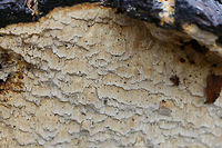 Neoantrodia serialis Update: Phew, this one has been a bit of a toughie to ID. Seems this is likely Neoantrodia serialis.<br />
https://www.jungledragon.com/image/72324/pycnoporellus_alboluteus.html<br />
https://www.jungledragon.com/image/72325/pycnoporellus_alboluteus.html<br />
https://www.jungledragon.com/image/72326/pycnoporellus_alboluteus.html Geotagged,Neoantrodia serialis,Pycnoporellus alboluteus,United States,Winter