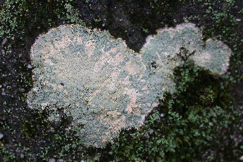 Loxospora pustulata Lichen on a large rock in a dense mixed forest.
https://www.jungledragon.com/image/72332/loxospora_pustulata.html
 Geotagged,Loxospora pustulata,United States,Winter