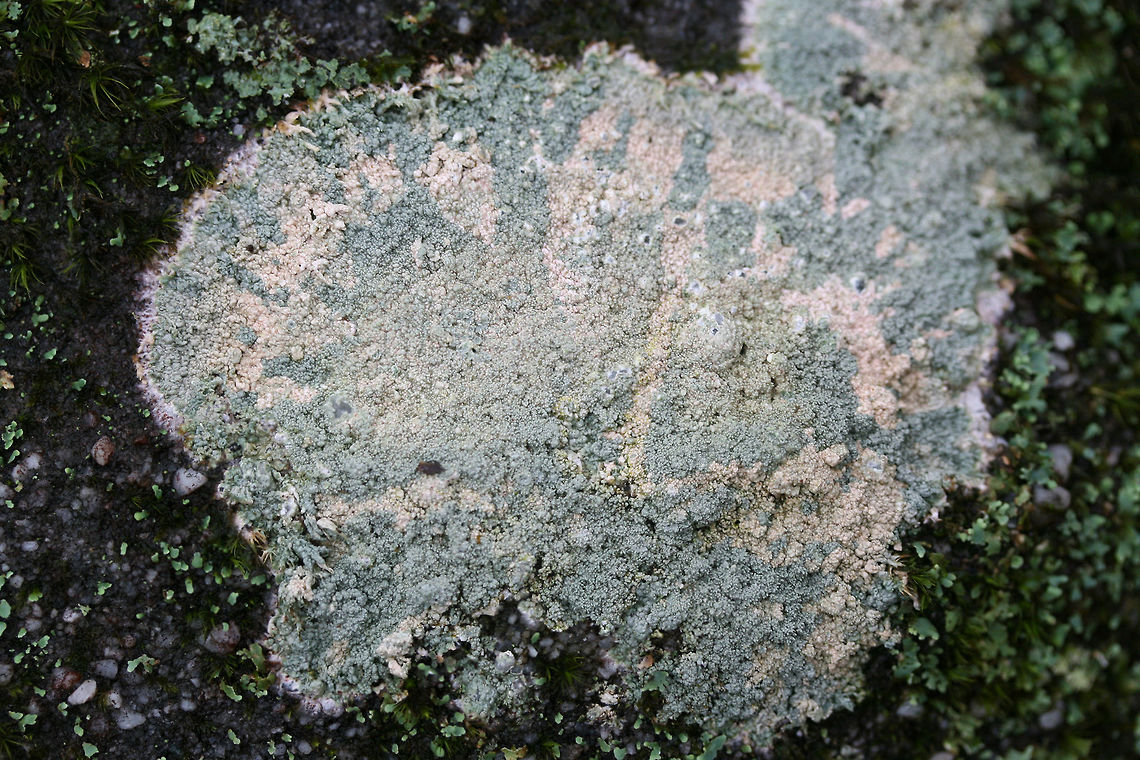 Loxospora pustulata Lichen on a large rock in a dense mixed forest.<br />
<figure class="photo"><a href="https://www.jungledragon.com/image/72331/loxospora_pustulata.html" title="Loxospora pustulata"><img src="https://s3.amazonaws.com/media.jungledragon.com/images/3231/72331_thumb.jpg?AWSAccessKeyId=05GMT0V3GWVNE7GGM1R2&Expires=1759968010&Signature=NWt0iwMm9bJth3oQ6gPquEzwdKI%3D" width="200" height="134" alt="Loxospora pustulata Lichen on a large rock in a dense mixed forest.<br />
https://www.jungledragon.com/image/72332/loxospora_pustulata.html<br />
 Geotagged,Loxospora pustulata,United States,Winter" /></a></figure> Geotagged,Loxospora pustulata,United States,Winter