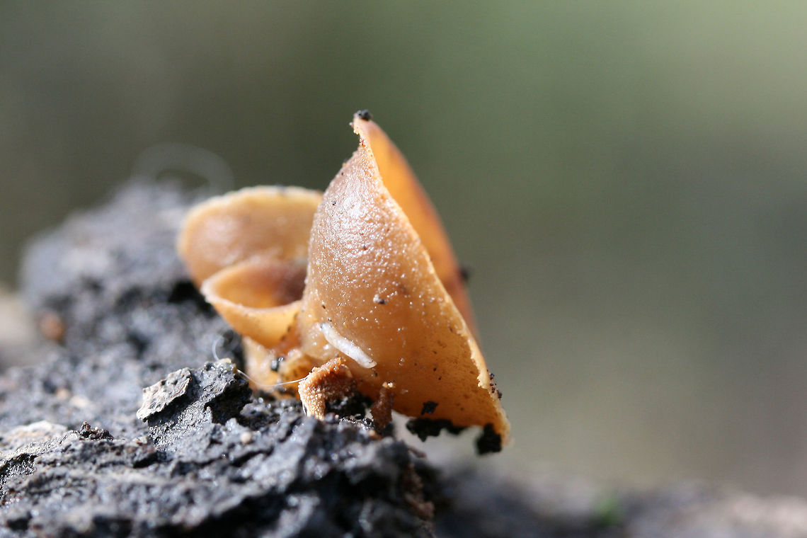 Unknown Cup Fungus - Peziza sp? Growing on the bark of a rotted Willow oak (Quercus phellos). Sweet, fragrant odor. Slightly waterlogged (gelatinous) from recent rains.<br />
<br />
ID help much appreciated!<br />
<figure class="photo"><a href="https://www.jungledragon.com/image/72356/unknown_cup_fungus_-_peziza_sp.html" title="Unknown Cup Fungus - Peziza sp?"><img src="https://s3.amazonaws.com/media.jungledragon.com/images/3231/72356_thumb.jpg?AWSAccessKeyId=05GMT0V3GWVNE7GGM1R2&Expires=1761782410&Signature=Kfz%2BzfItgylE1hdkSA2Vt0HTntU%3D" width="200" height="134" alt="Unknown Cup Fungus - Peziza sp? Growing on the bark of a rotted Willow oak (Quercus phellos). Sweet, fragrant odor. Slightly waterlogged (gelatinous) from recent rains.<br />
<br />
ID help much appreciated!<br />
https://www.jungledragon.com/image/72354/unknown_cup_fungus_-_peziza_sp.html<br />
https://www.jungledragon.com/image/72355/unknown_cup_fungus_-_peziza_sp.html Fall,Geotagged,United States" /></a></figure><br />
<figure class="photo"><a href="https://www.jungledragon.com/image/72355/unknown_cup_fungus_-_peziza_sp.html" title="Unknown Cup Fungus - Peziza sp?"><img src="https://s3.amazonaws.com/media.jungledragon.com/images/3231/72355_thumb.jpg?AWSAccessKeyId=05GMT0V3GWVNE7GGM1R2&Expires=1761782410&Signature=NH76SdvyyIX18zexud50TMn%2Bk2s%3D" width="200" height="134" alt="Unknown Cup Fungus - Peziza sp? Growing on the bark of a rotted Willow oak (Quercus phellos). Sweet, fragrant odor. Slightly waterlogged (gelatinous) from recent rains.<br />
<br />
ID help much appreciated!<br />
https://www.jungledragon.com/image/72356/unknown_cup_fungus_-_peziza_sp.html<br />
https://www.jungledragon.com/image/72354/unknown_cup_fungus_-_peziza_sp.html Fall,Geotagged,United States" /></a></figure> Fall,Geotagged,United States