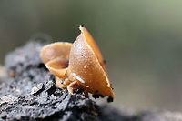 Unknown Cup Fungus - Peziza sp? Growing on the bark of a rotted Willow oak (Quercus phellos). Sweet, fragrant odor. Slightly waterlogged (gelatinous) from recent rains.<br />
<br />
ID help much appreciated!<br />
https://www.jungledragon.com/image/72356/unknown_cup_fungus_-_peziza_sp.html<br />
https://www.jungledragon.com/image/72355/unknown_cup_fungus_-_peziza_sp.html Fall,Geotagged,United States