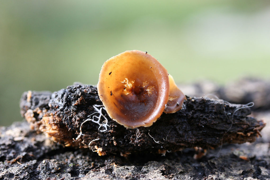 Unknown Cup Fungus - Peziza sp? Growing on the bark of a rotted Willow oak (Quercus phellos). Sweet, fragrant odor. Slightly waterlogged (gelatinous) from recent rains.<br />
<br />
ID help much appreciated!<br />
<figure class="photo"><a href="https://www.jungledragon.com/image/72356/unknown_cup_fungus_-_peziza_sp.html" title="Unknown Cup Fungus - Peziza sp?"><img src="https://s3.amazonaws.com/media.jungledragon.com/images/3231/72356_thumb.jpg?AWSAccessKeyId=05GMT0V3GWVNE7GGM1R2&Expires=1761782410&Signature=Kfz%2BzfItgylE1hdkSA2Vt0HTntU%3D" width="200" height="134" alt="Unknown Cup Fungus - Peziza sp? Growing on the bark of a rotted Willow oak (Quercus phellos). Sweet, fragrant odor. Slightly waterlogged (gelatinous) from recent rains.<br />
<br />
ID help much appreciated!<br />
https://www.jungledragon.com/image/72354/unknown_cup_fungus_-_peziza_sp.html<br />
https://www.jungledragon.com/image/72355/unknown_cup_fungus_-_peziza_sp.html Fall,Geotagged,United States" /></a></figure><br />
<figure class="photo"><a href="https://www.jungledragon.com/image/72354/unknown_cup_fungus_-_peziza_sp.html" title="Unknown Cup Fungus - Peziza sp?"><img src="https://s3.amazonaws.com/media.jungledragon.com/images/3231/72354_thumb.jpg?AWSAccessKeyId=05GMT0V3GWVNE7GGM1R2&Expires=1761782410&Signature=dCJZcK%2FmmmJm%2FD5xx9gloUa1yI4%3D" width="200" height="134" alt="Unknown Cup Fungus - Peziza sp? Growing on the bark of a rotted Willow oak (Quercus phellos). Sweet, fragrant odor. Slightly waterlogged (gelatinous) from recent rains.<br />
<br />
ID help much appreciated!<br />
https://www.jungledragon.com/image/72356/unknown_cup_fungus_-_peziza_sp.html<br />
https://www.jungledragon.com/image/72355/unknown_cup_fungus_-_peziza_sp.html Fall,Geotagged,United States" /></a></figure> Fall,Geotagged,United States