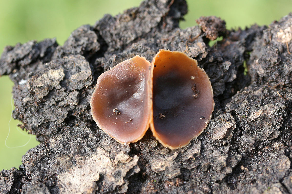 Unknown Cup Fungus - Peziza sp? Growing on the bark of a rotted Willow oak (Quercus phellos). Sweet, fragrant odor. Slightly waterlogged (gelatinous) from recent rains.<br />
<br />
ID help much appreciated!<br />
<figure class="photo"><a href="https://www.jungledragon.com/image/72354/unknown_cup_fungus_-_peziza_sp.html" title="Unknown Cup Fungus - Peziza sp?"><img src="https://s3.amazonaws.com/media.jungledragon.com/images/3231/72354_thumb.jpg?AWSAccessKeyId=05GMT0V3GWVNE7GGM1R2&Expires=1761782410&Signature=dCJZcK%2FmmmJm%2FD5xx9gloUa1yI4%3D" width="200" height="134" alt="Unknown Cup Fungus - Peziza sp? Growing on the bark of a rotted Willow oak (Quercus phellos). Sweet, fragrant odor. Slightly waterlogged (gelatinous) from recent rains.<br />
<br />
ID help much appreciated!<br />
https://www.jungledragon.com/image/72356/unknown_cup_fungus_-_peziza_sp.html<br />
https://www.jungledragon.com/image/72355/unknown_cup_fungus_-_peziza_sp.html Fall,Geotagged,United States" /></a></figure><br />
<figure class="photo"><a href="https://www.jungledragon.com/image/72355/unknown_cup_fungus_-_peziza_sp.html" title="Unknown Cup Fungus - Peziza sp?"><img src="https://s3.amazonaws.com/media.jungledragon.com/images/3231/72355_thumb.jpg?AWSAccessKeyId=05GMT0V3GWVNE7GGM1R2&Expires=1761782410&Signature=NH76SdvyyIX18zexud50TMn%2Bk2s%3D" width="200" height="134" alt="Unknown Cup Fungus - Peziza sp? Growing on the bark of a rotted Willow oak (Quercus phellos). Sweet, fragrant odor. Slightly waterlogged (gelatinous) from recent rains.<br />
<br />
ID help much appreciated!<br />
https://www.jungledragon.com/image/72356/unknown_cup_fungus_-_peziza_sp.html<br />
https://www.jungledragon.com/image/72354/unknown_cup_fungus_-_peziza_sp.html Fall,Geotagged,United States" /></a></figure> Fall,Geotagged,United States