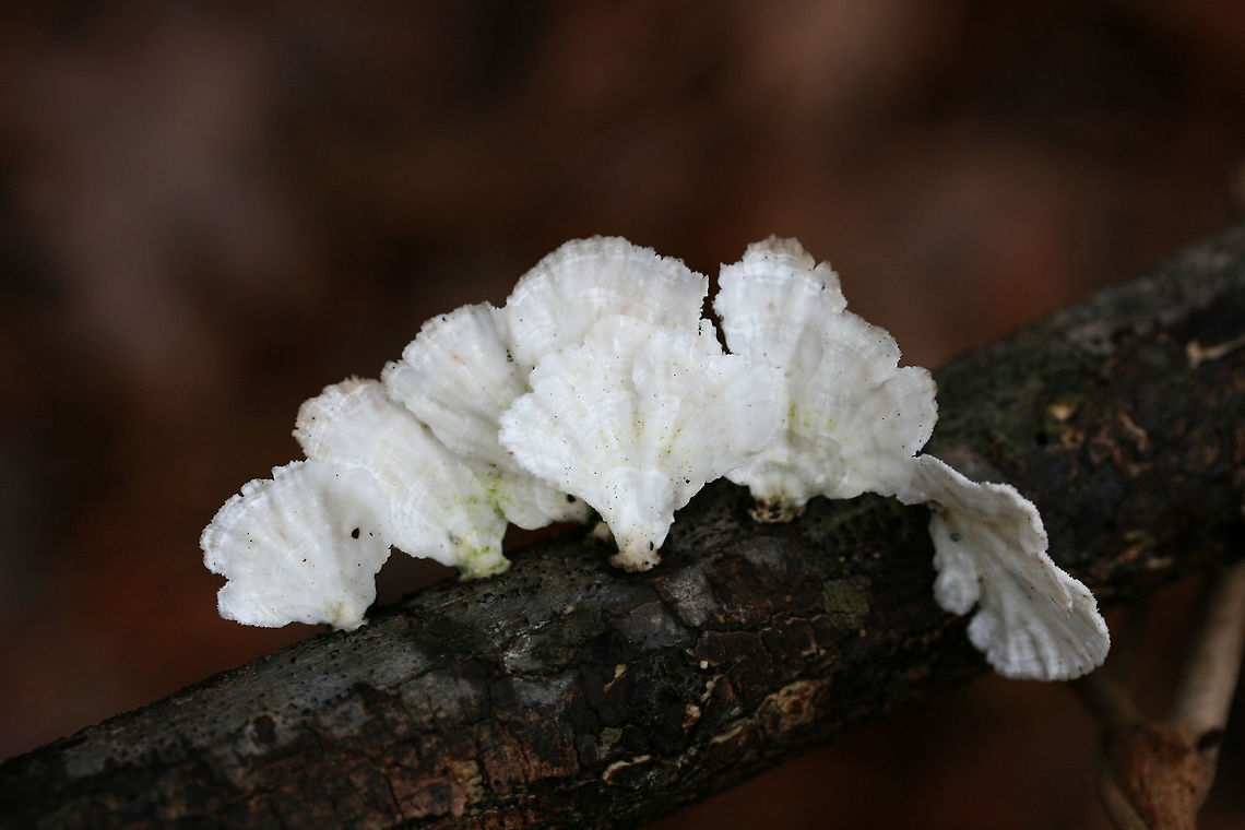 Little Nest Polypore (Trametes conchifer) Bracket form of Trametes conchifer. Growing on a hardwood twig in a swampy forest.<br />
<figure class="photo"><a href="https://www.jungledragon.com/image/72359/little_nest_polypore_trametes_conchifer.html" title="Little Nest Polypore (Trametes conchifer)"><img src="https://s3.amazonaws.com/media.jungledragon.com/images/3231/72359_thumb.jpg?AWSAccessKeyId=05GMT0V3GWVNE7GGM1R2&Expires=1767225610&Signature=HLTX8tnRAtgJbRaQgHeBntrRG5A%3D" width="200" height="134" alt="Little Nest Polypore (Trametes conchifer) Bracket form of Trametes conchifer. Growing on a hardwood twig in a swampy forest.<br />
https://www.jungledragon.com/image/72358/little_nest_polypore_trametes_conchifer.html Geotagged,Little nest polypore,Poronidulus conchifer,United States,Winter" /></a></figure> Geotagged,Little nest polypore,Poronidulus conchifer,United States,Winter