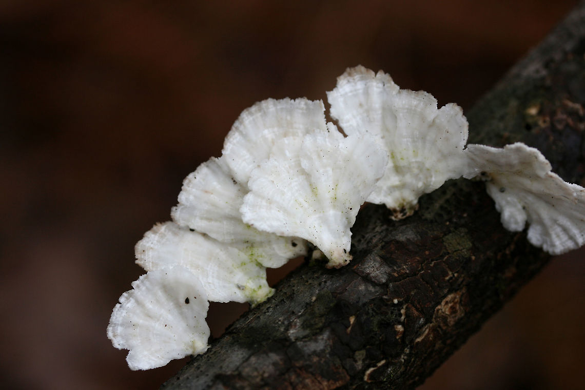 Little Nest Polypore (Trametes conchifer) Bracket form of Trametes conchifer. Growing on a hardwood twig in a swampy forest.<br />
<figure class="photo"><a href="https://www.jungledragon.com/image/72358/little_nest_polypore_trametes_conchifer.html" title="Little Nest Polypore (Trametes conchifer)"><img src="https://s3.amazonaws.com/media.jungledragon.com/images/3231/72358_thumb.jpg?AWSAccessKeyId=05GMT0V3GWVNE7GGM1R2&Expires=1759968010&Signature=ODPKt%2BmmRl8KZmldfDvgrooUnrU%3D" width="200" height="134" alt="Little Nest Polypore (Trametes conchifer) Bracket form of Trametes conchifer. Growing on a hardwood twig in a swampy forest.<br />
https://www.jungledragon.com/image/72359/little_nest_polypore_trametes_conchifer.html Geotagged,Little nest polypore,Poronidulus conchifer,United States,Winter" /></a></figure> Geotagged,Little nest polypore,Poronidulus conchifer,United States,Winter
