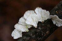 Little Nest Polypore (Trametes conchifer) Bracket form of Trametes conchifer. Growing on a hardwood twig in a swampy forest.<br />
https://www.jungledragon.com/image/72358/little_nest_polypore_trametes_conchifer.html Geotagged,Little nest polypore,Poronidulus conchifer,United States,Winter