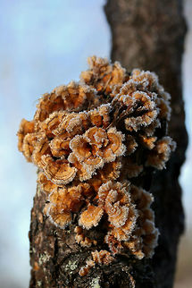 Crowded Parchment (Stereum complicatum) Covered in Frost Growing on a fallen sweetgum branch in a backyard habitat. Fall,Geotagged,Stereum complicatum,Stereum rameale,United States