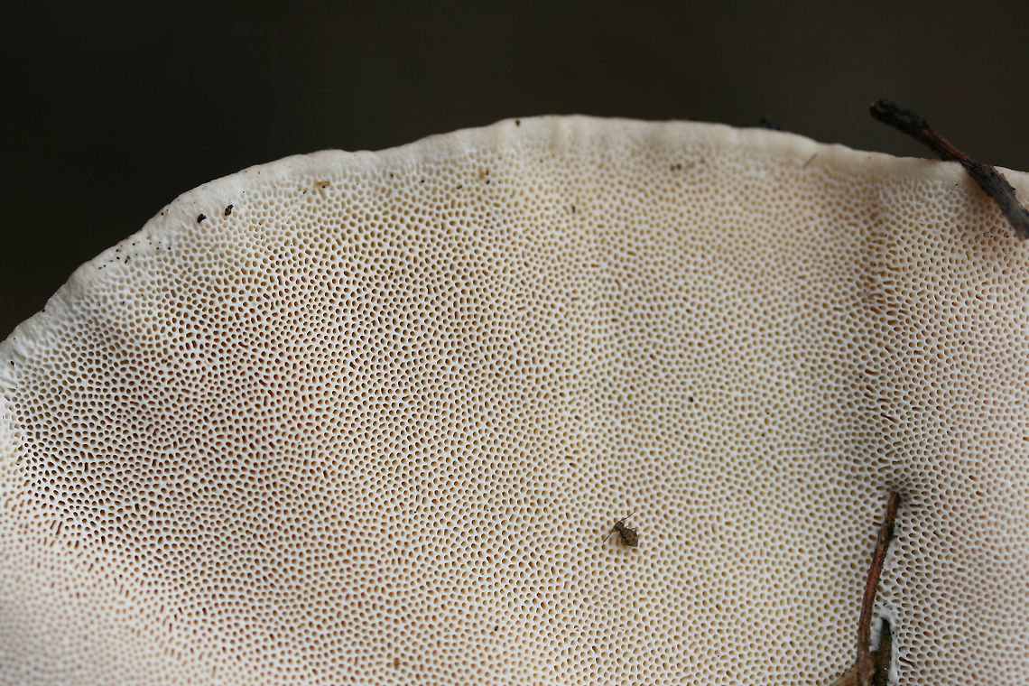 Trametes lactinea Growing from a large, fallen hardwood branch in a swampy forest.<br />
<figure class="photo"><a href="https://www.jungledragon.com/image/72374/trametes_lactinea.html" title="Trametes lactinea"><img src="https://s3.amazonaws.com/media.jungledragon.com/images/3231/72374_thumb.jpg?AWSAccessKeyId=05GMT0V3GWVNE7GGM1R2&Expires=1759968010&Signature=bea4O7huQZRWKKoHLmdYzNURYUQ%3D" width="200" height="134" alt="Trametes lactinea Growing from a large, fallen hardwood branch in a swampy forest.<br />
https://www.jungledragon.com/image/72372/trametes_cubensis.html<br />
https://www.jungledragon.com/image/72373/trametes_cubensis.html Geotagged,Trametes lactinea,United States,Winter" /></a></figure><br />
<figure class="photo"><a href="https://www.jungledragon.com/image/72373/trametes_lactinea.html" title="Trametes lactinea"><img src="https://s3.amazonaws.com/media.jungledragon.com/images/3231/72373_thumb.jpg?AWSAccessKeyId=05GMT0V3GWVNE7GGM1R2&Expires=1759968010&Signature=FMO70RrfHx2g2CsrU%2FfnjL3PpDY%3D" width="200" height="134" alt="Trametes lactinea Growing from a large, fallen hardwood branch in a swampy forest.<br />
https://www.jungledragon.com/image/72374/trametes_cubensis.html<br />
https://www.jungledragon.com/image/72372/trametes_cubensis.html Geotagged,Trametes lactinea,United States,Winter" /></a></figure> Geotagged,Trametes lactinea,United States,Winter
