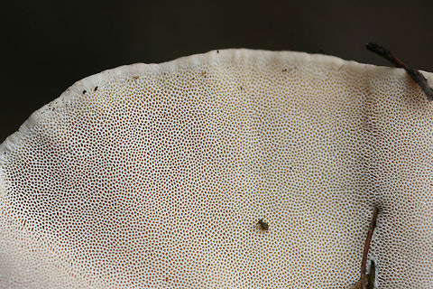 Trametes lactinea Growing from a large, fallen hardwood branch in a swampy forest.
https://www.jungledragon.com/image/72374/trametes_cubensis.html
https://www.jungledragon.com/image/72373/trametes_cubensis.html Geotagged,Trametes lactinea,United States,Winter