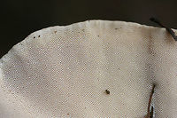 Trametes lactinea Growing from a large, fallen hardwood branch in a swampy forest.<br />
https://www.jungledragon.com/image/72374/trametes_cubensis.html<br />
https://www.jungledragon.com/image/72373/trametes_cubensis.html Geotagged,Trametes lactinea,United States,Winter