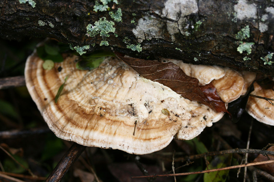 Trametes lactinea Growing from a large, fallen hardwood branch in a swampy forest.<br />
<figure class="photo"><a href="https://www.jungledragon.com/image/72374/trametes_lactinea.html" title="Trametes lactinea"><img src="https://s3.amazonaws.com/media.jungledragon.com/images/3231/72374_thumb.jpg?AWSAccessKeyId=05GMT0V3GWVNE7GGM1R2&Expires=1759968010&Signature=bea4O7huQZRWKKoHLmdYzNURYUQ%3D" width="200" height="134" alt="Trametes lactinea Growing from a large, fallen hardwood branch in a swampy forest.<br />
https://www.jungledragon.com/image/72372/trametes_cubensis.html<br />
https://www.jungledragon.com/image/72373/trametes_cubensis.html Geotagged,Trametes lactinea,United States,Winter" /></a></figure><br />
<figure class="photo"><a href="https://www.jungledragon.com/image/72372/trametes_lactinea.html" title="Trametes lactinea"><img src="https://s3.amazonaws.com/media.jungledragon.com/images/3231/72372_thumb.jpg?AWSAccessKeyId=05GMT0V3GWVNE7GGM1R2&Expires=1759968010&Signature=p1MDnq2Su5AJSy4Lkw594A2d8mk%3D" width="200" height="134" alt="Trametes lactinea Growing from a large, fallen hardwood branch in a swampy forest.<br />
https://www.jungledragon.com/image/72374/trametes_cubensis.html<br />
https://www.jungledragon.com/image/72373/trametes_cubensis.html Geotagged,Trametes lactinea,United States,Winter" /></a></figure> Geotagged,Trametes lactinea,United States,Winter