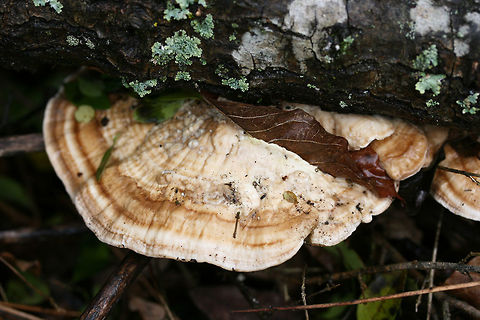 Trametes lactinea Growing from a large, fallen hardwood branch in a swampy forest.
https://www.jungledragon.com/image/72374/trametes_cubensis.html
https://www.jungledragon.com/image/72372/trametes_cubensis.html Geotagged,Trametes lactinea,United States,Winter