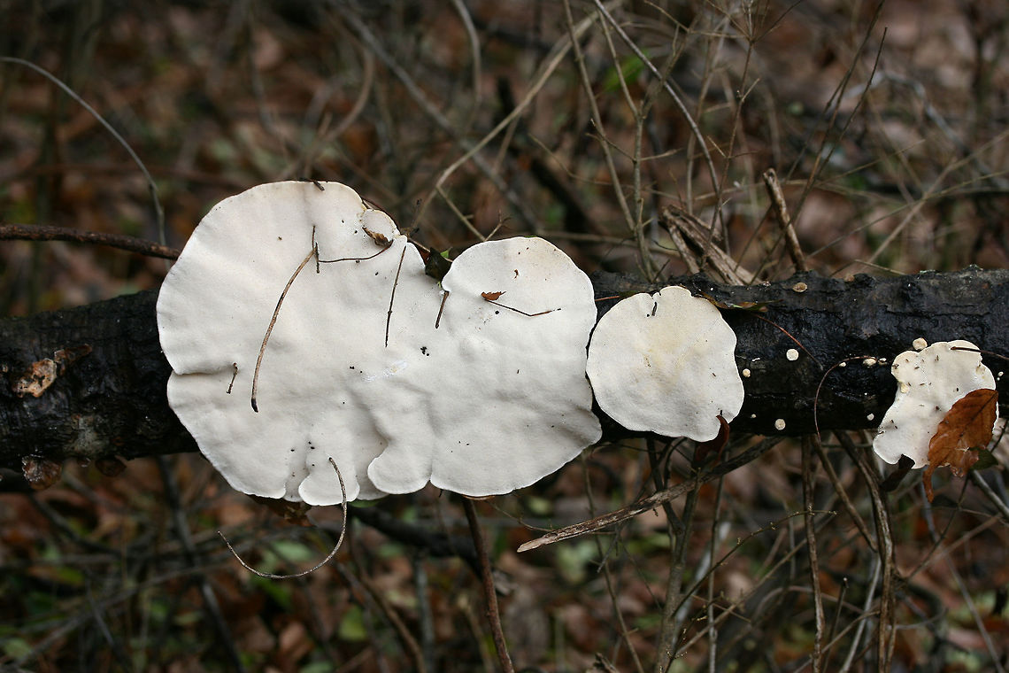 Trametes lactinea Growing from a large, fallen hardwood branch in a swampy forest.<br />
<figure class="photo"><a href="https://www.jungledragon.com/image/72372/trametes_lactinea.html" title="Trametes lactinea"><img src="https://s3.amazonaws.com/media.jungledragon.com/images/3231/72372_thumb.jpg?AWSAccessKeyId=05GMT0V3GWVNE7GGM1R2&Expires=1767225610&Signature=aNcb2nQ2gWjePGj%2BaKRPxvF6gvs%3D" width="200" height="134" alt="Trametes lactinea Growing from a large, fallen hardwood branch in a swampy forest.<br />
https://www.jungledragon.com/image/72374/trametes_cubensis.html<br />
https://www.jungledragon.com/image/72373/trametes_cubensis.html Geotagged,Trametes lactinea,United States,Winter" /></a></figure><br />
<figure class="photo"><a href="https://www.jungledragon.com/image/72373/trametes_lactinea.html" title="Trametes lactinea"><img src="https://s3.amazonaws.com/media.jungledragon.com/images/3231/72373_thumb.jpg?AWSAccessKeyId=05GMT0V3GWVNE7GGM1R2&Expires=1767225610&Signature=Fv43GlcO8c5%2BKy%2BfW66KnnQf6ss%3D" width="200" height="134" alt="Trametes lactinea Growing from a large, fallen hardwood branch in a swampy forest.<br />
https://www.jungledragon.com/image/72374/trametes_cubensis.html<br />
https://www.jungledragon.com/image/72372/trametes_cubensis.html Geotagged,Trametes lactinea,United States,Winter" /></a></figure> Geotagged,Trametes lactinea,United States,Winter