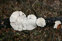 Trametes lactinea Growing from a large, fallen hardwood branch in a swampy forest.<br />
https://www.jungledragon.com/image/72372/trametes_cubensis.html<br />
https://www.jungledragon.com/image/72373/trametes_cubensis.html Geotagged,Trametes lactinea,United States,Winter