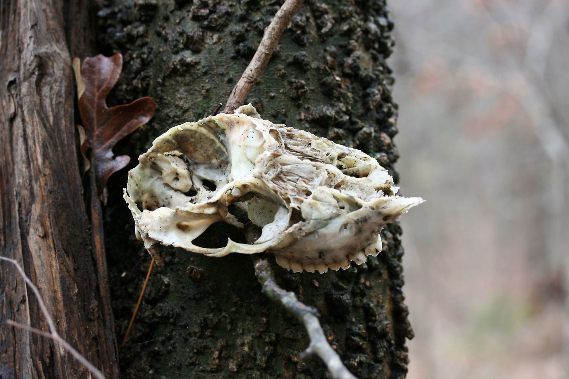 White-tailed Deer Skull (Odocoileus virginianus) Skull found in a forested area within town<br />
 Geotagged,Odocoileus virginianus,United States,White-tailed deer,Winter