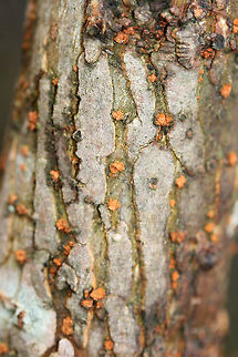 Melogramma gyrosum Growing on hardwood on a wooded trail (near an industrial area).
https://www.jungledragon.com/image/72438/melogramma_gyrosum.html Geotagged,Melogramma gyrosum,United States,Winter