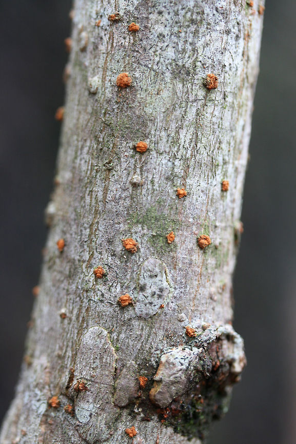 Melogramma gyrosum Growing on hardwood on a wooded trail (near an industrial area).<br />
<figure class="photo"><a href="https://www.jungledragon.com/image/72437/melogramma_gyrosum.html" title="Melogramma gyrosum"><img src="https://s3.amazonaws.com/media.jungledragon.com/images/3231/72437_thumb.jpg?AWSAccessKeyId=05GMT0V3GWVNE7GGM1R2&Expires=1767225610&Signature=HQZSKzA0rmPqyGO55xLMsLeKkgE%3D" width="102" height="152" alt="Melogramma gyrosum Growing on hardwood on a wooded trail (near an industrial area).<br />
https://www.jungledragon.com/image/72438/melogramma_gyrosum.html Geotagged,Melogramma gyrosum,United States,Winter" /></a></figure><br />
 Geotagged,Melogramma gyrosum,United States,Winter