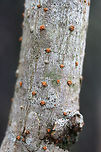 Melogramma gyrosum Growing on hardwood on a wooded trail (near an industrial area).<br />
https://www.jungledragon.com/image/72437/melogramma_gyrosum.html<br />
 Geotagged,Melogramma gyrosum,United States,Winter