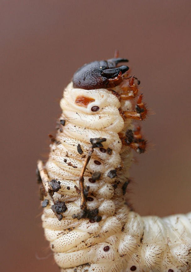 Dynastes tityus larva? Tentative ID.<br />
<br />
I found several large Scarabaeid beetle larvae under a cooler in soil (beneath a loblolly pine tree) in a backyard habitat. There were multiple individuals ranging from ~5-9cm long. Gordon County, Georgia, US. January 13, 2019.<br />
<br />
ID help is much appreciated!<br />
<figure class="photo"><a href="https://www.jungledragon.com/image/72783/dynastes_tityus_larva.html" title="Dynastes tityus larva?"><img src="https://s3.amazonaws.com/media.jungledragon.com/images/3231/72783_thumb.jpg?AWSAccessKeyId=05GMT0V3GWVNE7GGM1R2&Expires=1769040010&Signature=ACJ%2FFuRvrt2iYfvzeKt7iVdZVJw%3D" width="200" height="134" alt="Dynastes tityus larva? Tentative ID.<br />
<br />
I found several large Scarabaeid beetle larvae under a cooler in soil (beneath a loblolly pine tree) in a backyard habitat. There were multiple individuals ranging from ~5-9cm long. Gordon County, Georgia, US. January 13, 2019.<br />
<br />
ID help is much appreciated!<br />
https://www.jungledragon.com/image/72782/dynastes_tityus_larva.html<br />
https://www.jungledragon.com/image/72784/dynastes_tityus_larva.html<br />
https://www.jungledragon.com/image/72785/dynastes_tityus_larva.html Coleoptera,Dynastes,Dynastes tityus,Geotagged,Hercules Beetle,Scarab,Scarab beetle,Scarabaeidae,United States,Winter,beetle,beetle larva,beetle larvae,beetles,insect,insecta,insects,larva,larvae" /></a></figure><br />
<figure class="photo"><a href="https://www.jungledragon.com/image/72784/dynastes_tityus_larva.html" title="Dynastes tityus larva?"><img src="https://s3.amazonaws.com/media.jungledragon.com/images/3231/72784_thumb.jpg?AWSAccessKeyId=05GMT0V3GWVNE7GGM1R2&Expires=1769040010&Signature=Vo3Y%2BiYlP0%2BBQdw7tMwbhkmeQVY%3D" width="102" height="152" alt="Dynastes tityus larva? Tentative ID.<br />
<br />
I found several large Scarabaeid beetle larvae under a cooler in soil (beneath a loblolly pine tree) in a backyard habitat. There were multiple individuals ranging from ~5-9cm long. Gordon County, Georgia, US. January 13, 2019.<br />
<br />
ID help is much appreciated!<br />
https://www.jungledragon.com/image/72782/dynastes_tityus_larva.html<br />
https://www.jungledragon.com/image/72783/dynastes_tityus_larva.html<br />
https://www.jungledragon.com/image/72785/dynastes_tityus_larva.html Coleoptera,Dynastes,Dynastes tityus,Geotagged,Hercules Beetle,Scarab,Scarab beetle,Scarabaeidae,United States,Winter,beetle,beetle larva,beetle larvae,beetles,insect,insecta,insects,larva,larvae" /></a></figure><br />
<figure class="photo"><a href="https://www.jungledragon.com/image/72785/dynastes_tityus_larva.html" title="Dynastes tityus larva?"><img src="https://s3.amazonaws.com/media.jungledragon.com/images/3231/72785_thumb.jpg?AWSAccessKeyId=05GMT0V3GWVNE7GGM1R2&Expires=1769040010&Signature=rp86jhG7fqnQ9DBG0%2BHam0JIcic%3D" width="104" height="152" alt="Dynastes tityus larva? Tentative ID.<br />
<br />
I found several large Scarabaeid beetle larvae under a cooler in soil (beneath a loblolly pine tree) in a backyard habitat. There were multiple individuals ranging from ~5-9cm long. Gordon County, Georgia, US. January 13, 2019.<br />
<br />
ID help is much appreciated!<br />
https://www.jungledragon.com/image/72782/dynastes_tityus_larva.html<br />
https://www.jungledragon.com/image/72784/dynastes_tityus_larva.html<br />
https://www.jungledragon.com/image/72783/dynastes_tityus_larva.html Coleoptera,Dynastes,Dynastes tityus,Geotagged,Hercules Beetle,Scarab,Scarab beetle,Scarabaeidae,United States,Winter,beetle,beetle larva,beetle larvae,beetles,insect,insecta,insects,larva,larvae" /></a></figure> Coleoptera,Dynastes,Dynastes tityus,Geotagged,Hercules Beetle,Scarab,Scarab beetle,Scarabaeidae,United States,Winter,beetle,beetle larva,beetle larvae,beetles,insect,insecta,insects,larva,larvae