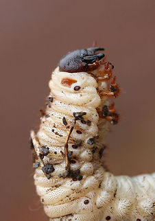 Dynastes tityus larva? Tentative ID.

I found several large Scarabaeid beetle larvae under a cooler in soil (beneath a loblolly pine tree) in a backyard habitat. There were multiple individuals ranging from ~5-9cm long. Gordon County, Georgia, US. January 13, 2019.

ID help is much appreciated!
https://www.jungledragon.com/image/72783/dynastes_tityus_larva.html
https://www.jungledragon.com/image/72784/dynastes_tityus_larva.html
https://www.jungledragon.com/image/72785/dynastes_tityus_larva.html Coleoptera,Dynastes,Dynastes tityus,Geotagged,Hercules Beetle,Scarab,Scarab beetle,Scarabaeidae,United States,Winter,beetle,beetle larva,beetle larvae,beetles,insect,insecta,insects,larva,larvae
