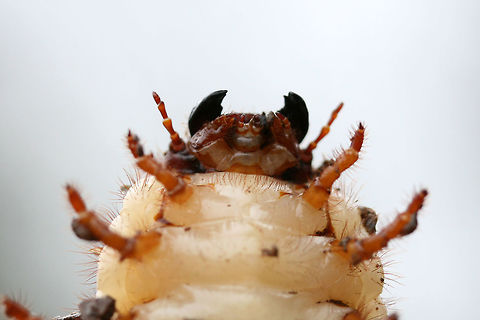 Dynastes tityus larva? Tentative ID.

I found several large Scarabaeid beetle larvae under a cooler in soil (beneath a loblolly pine tree) in a backyard habitat. There were multiple individuals ranging from ~5-9cm long. Gordon County, Georgia, US. January 13, 2019.

ID help is much appreciated!
https://www.jungledragon.com/image/72782/dynastes_tityus_larva.html
https://www.jungledragon.com/image/72784/dynastes_tityus_larva.html
https://www.jungledragon.com/image/72785/dynastes_tityus_larva.html Coleoptera,Dynastes,Dynastes tityus,Geotagged,Hercules Beetle,Scarab,Scarab beetle,Scarabaeidae,United States,Winter,beetle,beetle larva,beetle larvae,beetles,insect,insecta,insects,larva,larvae
