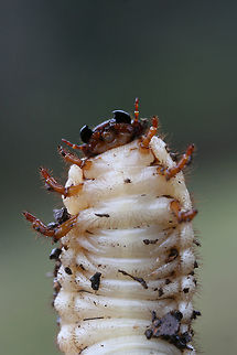 Dynastes tityus larva? Tentative ID.

I found several large Scarabaeid beetle larvae under a cooler in soil (beneath a loblolly pine tree) in a backyard habitat. There were multiple individuals ranging from ~5-9cm long. Gordon County, Georgia, US. January 13, 2019.

ID help is much appreciated!
https://www.jungledragon.com/image/72782/dynastes_tityus_larva.html
https://www.jungledragon.com/image/72783/dynastes_tityus_larva.html
https://www.jungledragon.com/image/72785/dynastes_tityus_larva.html Coleoptera,Dynastes,Dynastes tityus,Geotagged,Hercules Beetle,Scarab,Scarab beetle,Scarabaeidae,United States,Winter,beetle,beetle larva,beetle larvae,beetles,insect,insecta,insects,larva,larvae