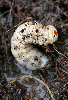 Dynastes tityus larva? Tentative ID.

I found several large Scarabaeid beetle larvae under a cooler in soil (beneath a loblolly pine tree) in a backyard habitat. There were multiple individuals ranging from ~5-9cm long. Gordon County, Georgia, US. January 13, 2019.

ID help is much appreciated!
https://www.jungledragon.com/image/72782/dynastes_tityus_larva.html
https://www.jungledragon.com/image/72784/dynastes_tityus_larva.html
https://www.jungledragon.com/image/72783/dynastes_tityus_larva.html Coleoptera,Dynastes,Dynastes tityus,Geotagged,Hercules Beetle,Scarab,Scarab beetle,Scarabaeidae,United States,Winter,beetle,beetle larva,beetle larvae,beetles,insect,insecta,insects,larva,larvae