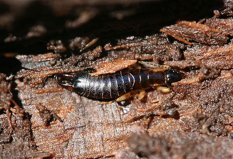 African Earwig (Euborellia cincticollis) Arp, you may have to confirm the ID on this one!

On the underside of a rotting log in a backyard habitat. It was desperately trying to escape me, so I only got a couple of shots!
https://www.jungledragon.com/image/72787/ring-legged_earwig_euborellia_annulipes.html African Earwig,African earwig,Anisolabididae,Carcinophorinae,Dermaptera,Euborellia,Euborellia cincticollis,Geotagged,United States,Winter,earwig,earwigs,insect,insecta