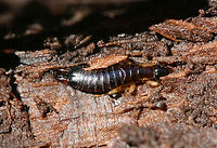 African Earwig (Euborellia cincticollis) Arp, you may have to confirm the ID on this one!<br />
<br />
On the underside of a rotting log in a backyard habitat. It was desperately trying to escape me, so I only got a couple of shots!<br />
https://www.jungledragon.com/image/72787/ring-legged_earwig_euborellia_annulipes.html African Earwig,African earwig,Anisolabididae,Carcinophorinae,Dermaptera,Euborellia,Euborellia cincticollis,Geotagged,United States,Winter,earwig,earwigs,insect,insecta