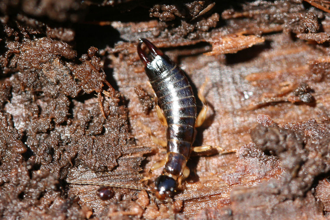 African Earwig (Euborellia cincticollis) Arp, you may have to confirm the ID on this one!<br />
<br />
On the underside of a rotting log in a backyard habitat. It was desperately trying to escape me, so I only got a couple of shots!<br />
<figure class="photo"><a href="https://www.jungledragon.com/image/72786/african_earwig_euborellia_cincticollis.html" title="African Earwig (Euborellia cincticollis)"><img src="https://s3.amazonaws.com/media.jungledragon.com/images/3231/72786_thumb.jpg?AWSAccessKeyId=05GMT0V3GWVNE7GGM1R2&Expires=1767225610&Signature=xccPoj%2BzqlXUdDZhsu%2FgimeeM3Q%3D" width="200" height="138" alt="African Earwig (Euborellia cincticollis) Arp, you may have to confirm the ID on this one!<br />
<br />
On the underside of a rotting log in a backyard habitat. It was desperately trying to escape me, so I only got a couple of shots!<br />
https://www.jungledragon.com/image/72787/ring-legged_earwig_euborellia_annulipes.html African Earwig,African earwig,Anisolabididae,Carcinophorinae,Dermaptera,Euborellia,Euborellia cincticollis,Geotagged,United States,Winter,earwig,earwigs,insect,insecta" /></a></figure> African Earwig,African earwig,Anisolabididae,Carcinophorinae,Dermaptera,Euborellia,Euborellia cincticollis,Geotagged,United States,Winter,earwig,earwigs,insect,insecta